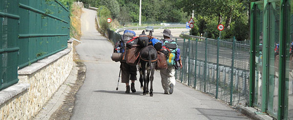 Burro-asturias-01 Burro-asturias-01