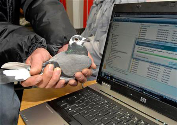 Una paloma mensajera sudafricana gana en velocidad al ADSL
