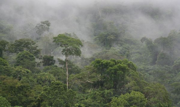 Microchips en los árboles para proteger la selva amazónica