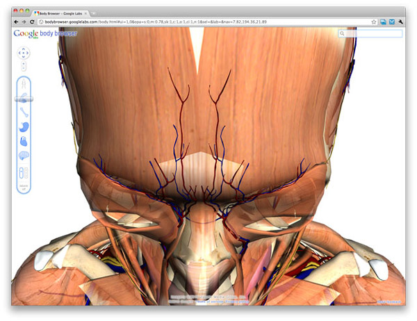 google-body-01 google-body-01