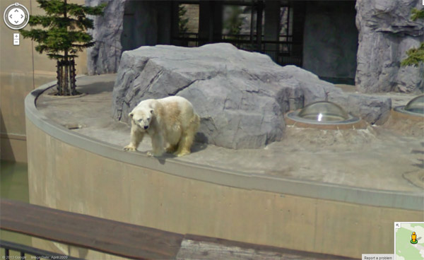 Google Zoo 03
