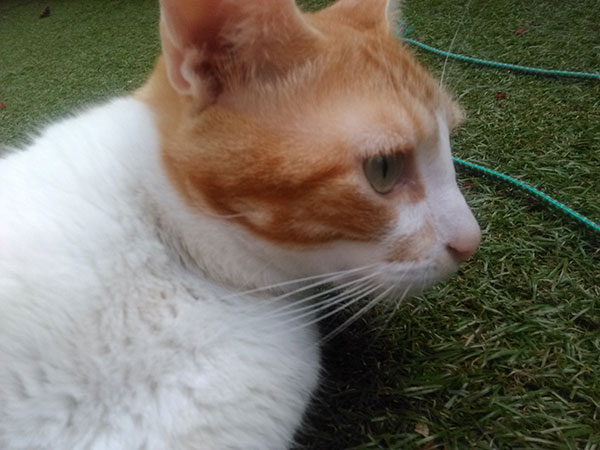 Orange Romo