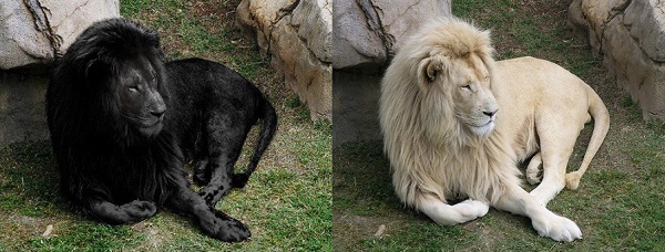 02-León-Negro