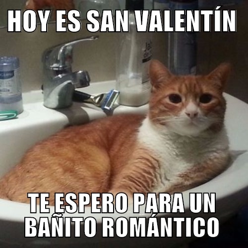meme gato romantico