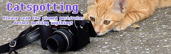 Catspotting y Dogspotting, cómo funciona este fenómeno que arrasa en la red 1 Catspotting