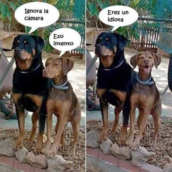 Los mejores memes de la semana vistos en WhatsApp y redes sociales 7 whatsapp memes junio