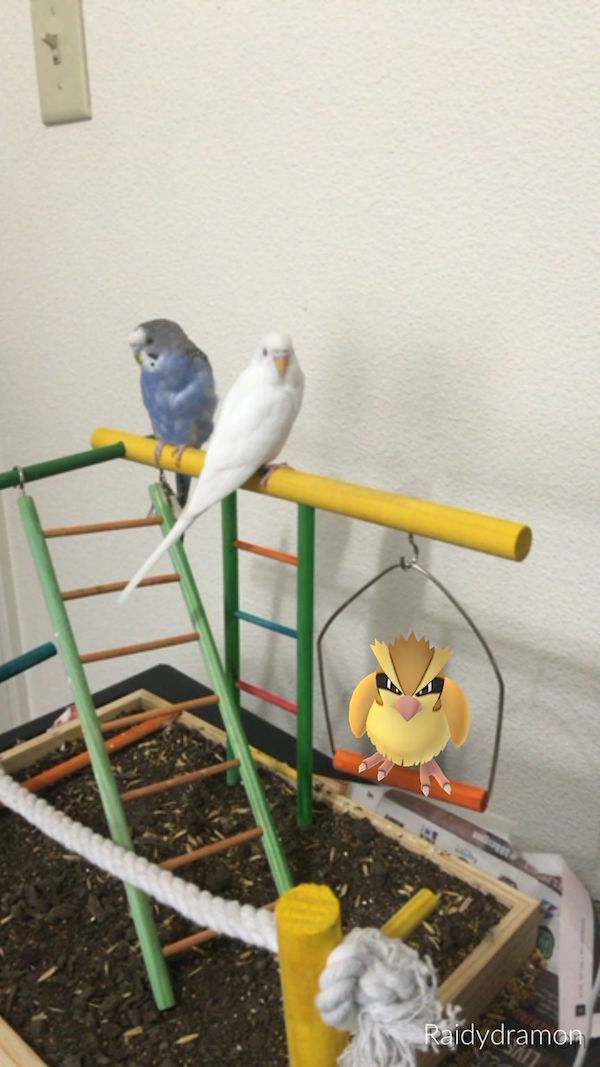 pidgey