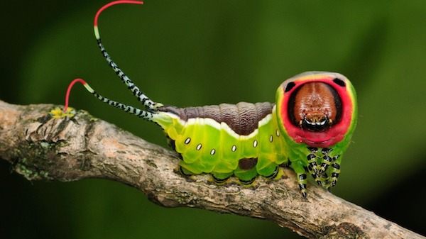 Caterpie real