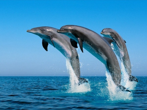 Una investigación apunta que los delfines podrían tener un lenguaje hablado 1 delfines-estudio