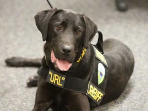 URL, el «perro porno» que ayuda a la policí­a a detectar discos duros o iPad