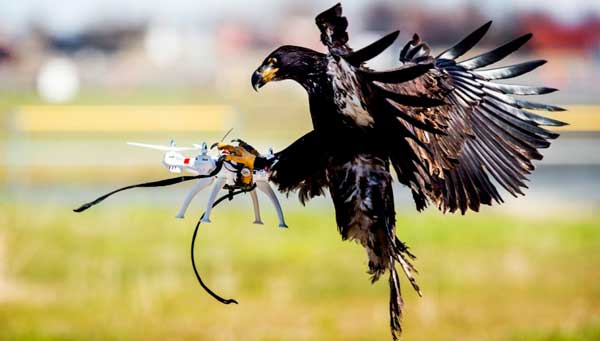 Las águilas le declaran la guerra a los drones en Holanda 1 aguilas_drones