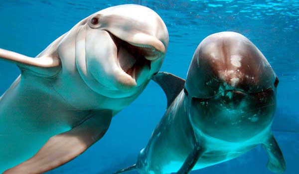 Una investigación apunta que los delfines podrían tener un lenguaje hablado 2 ITALIA DELFINES