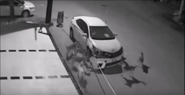 El ví­deo viral de los perros pandilleros de Turquí­a