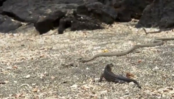 El ví­deo viral de la iguana y las serpientes del que todos hablan