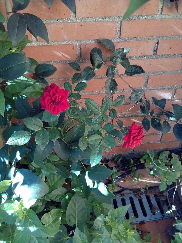 zte blade v7 lite foto