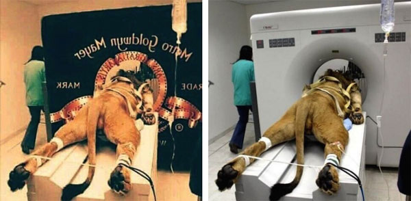 Los fotomontajes virales más falsos del 2016 7 leon_metro