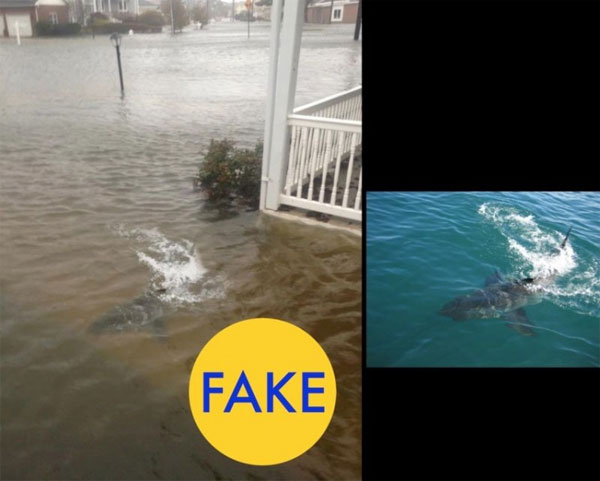 Los fotomontajes virales más falsos del 2016 12 tiburon