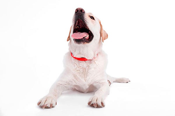 Kyon, collar inteligente para dueños preocupados por su perro 1 Perro correa KYON