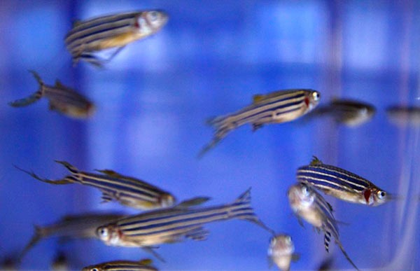 Peces cebra