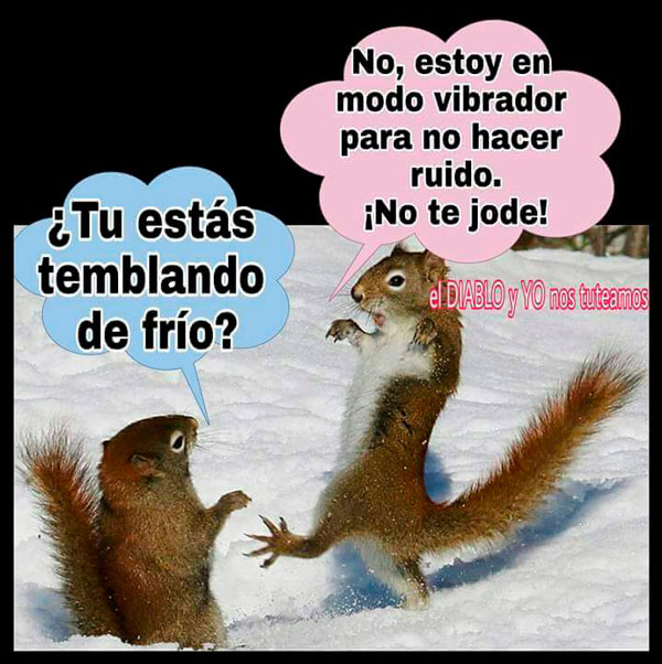 memes de la semana frio ardilla