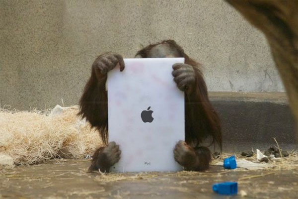 Una orangután usará Tinder para encontrar pareja 1 orangutan tablet ipad