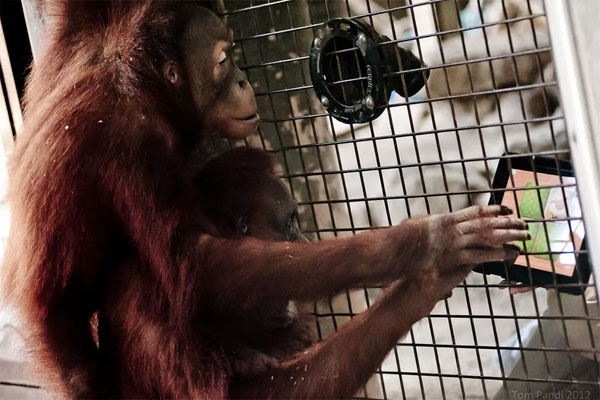Una orangután usará Tinder para encontrar pareja 2 orangutan tinder tablet