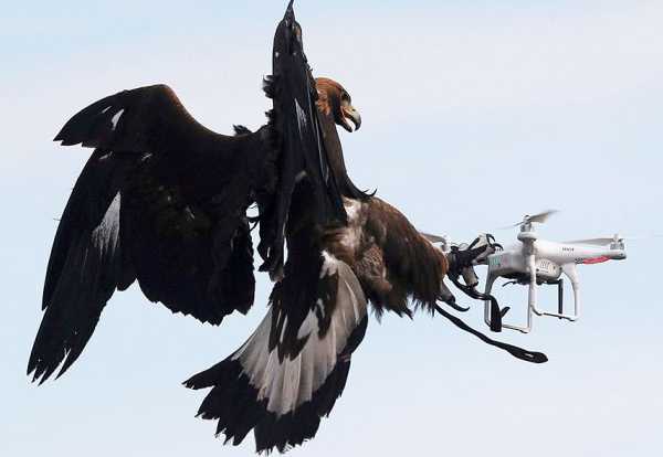 Francia se apunta al uso de águilas contra drones indeseados