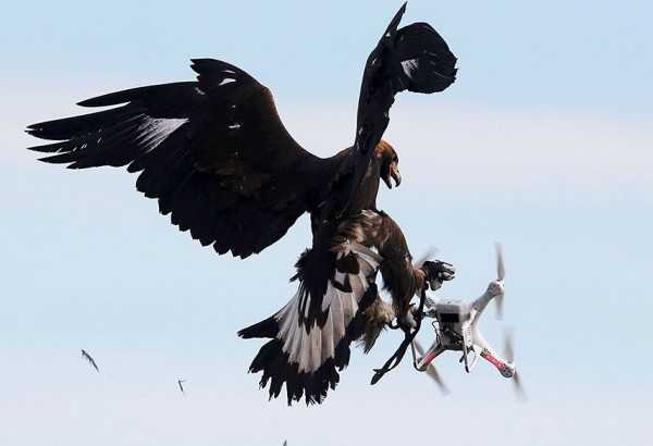 Francia se apunta al uso de águilas contra drones indeseados 2 aguila dron derriba