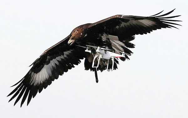 Francia se apunta al uso de águilas contra drones indeseados 3 aguila con dron