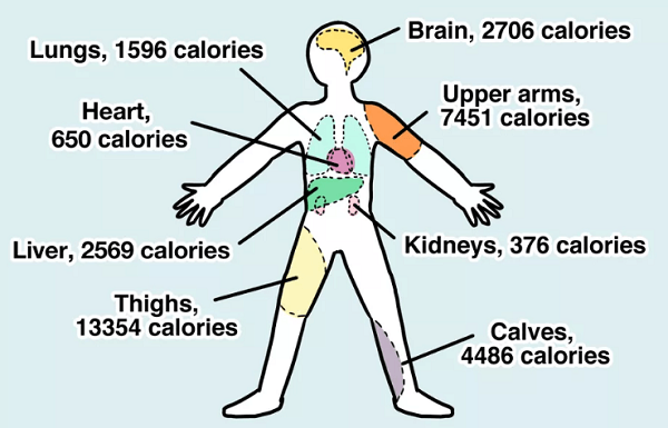 Cuántas calorí­as tiene el cuerpo humano