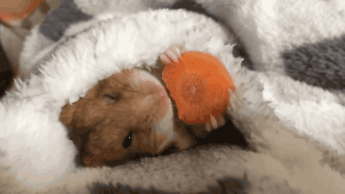 10 GIF para empezar la semana con una sonrisa 2
