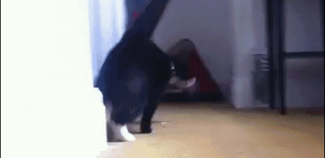 10 GIF para empezar la semana con una sonrisa 5