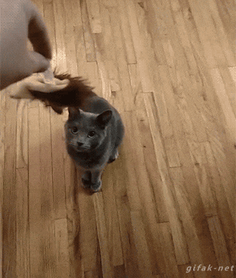 Los GIF más divertidos de la semana 2