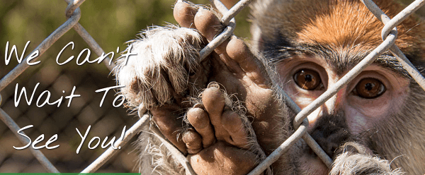 Se vende zoológico por Internet con animales incluidos 1 Se vende zoológico por Internet con animales incluidos