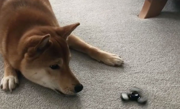La feroz batalla entre un perro y el fidget spinner en Instagram