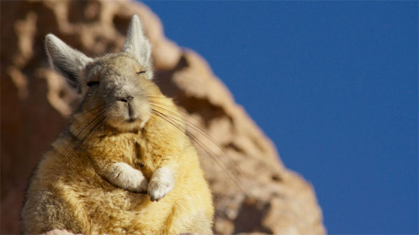 Así se rodaron algunas escenas de Planeta Tierra 2 1 Así se rodaron algunas escenas de Planeta Tierra 2