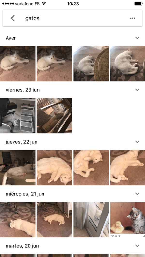 Google Fotos gatos