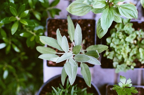 5 sistemas de riego automático para las plantas