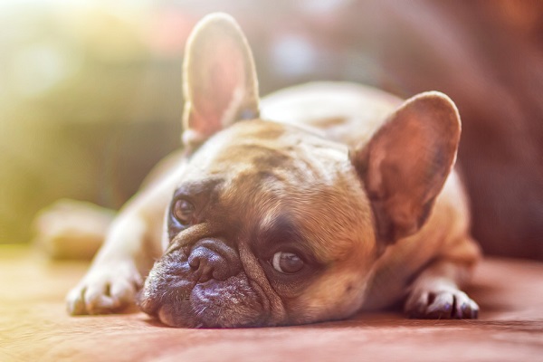 Cómo encontrar cuidadores para tus mascotas en vacaciones 1 Cómo encontrar cuidadores para tus mascotas en vacaciones