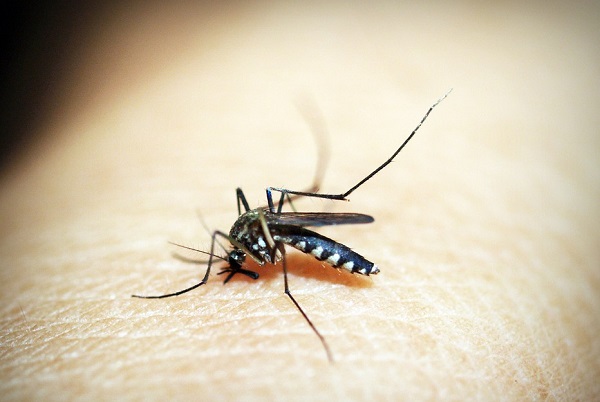 5 descubrimientos en medicina que podrían cambiar la vida de las personas 3 malaria