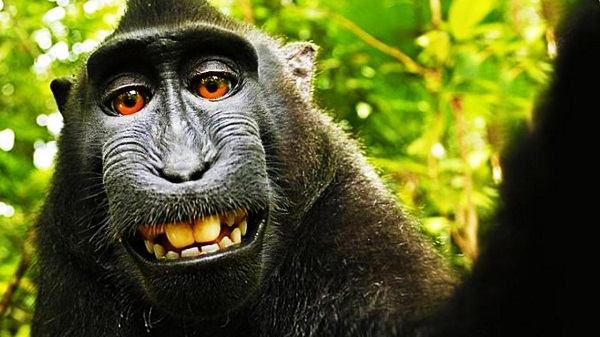 El mono Naruto pierde los derechos de autor sobre sus propios selfies