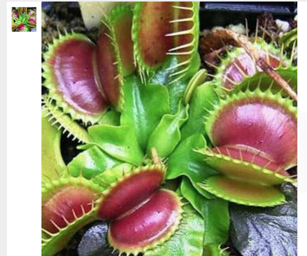 10 compras locas por menos de 10 euros en Aliexpress 5 plantas carnivoras