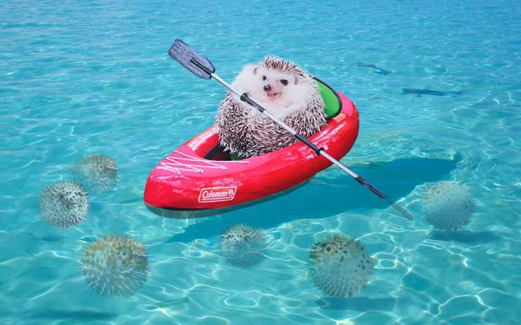 Un erizo en canoa, protagonista del último viral de Internet 7 Un erizo en canoa, protagonista del último viral de Internet 1