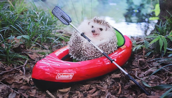 Un erizo en canoa, protagonista del último viral de Internet