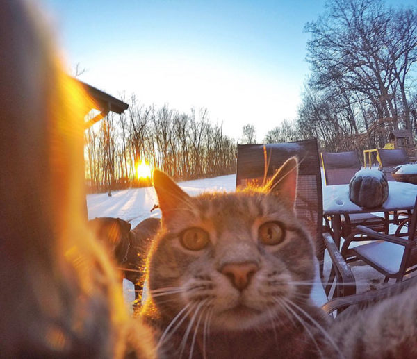 La historia detrás del gato que se hace selfies en Instagram 1 La historia detrás del gato que se hace selfies en Instagram 1