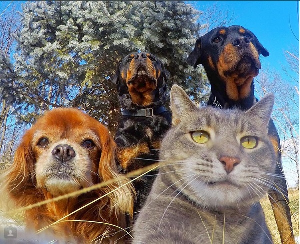 La historia detrás del gato que se hace selfies en Instagram 2