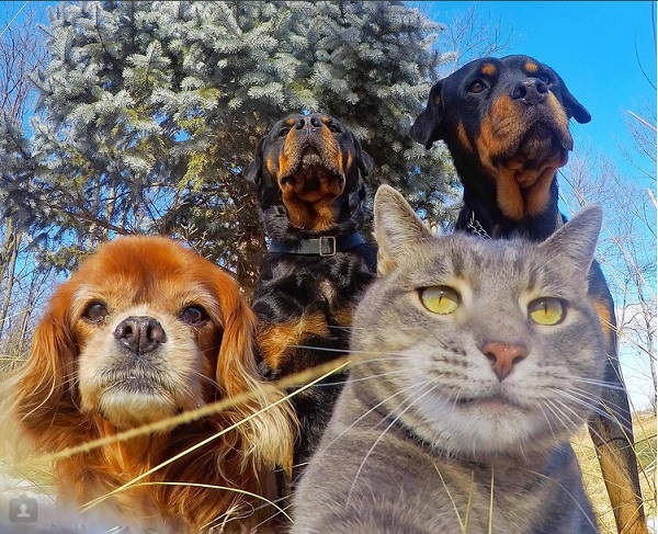 La historia detrás del gato que se hace selfies en Instagram 2 La historia detrás del gato que se hace selfies en Instagram 2