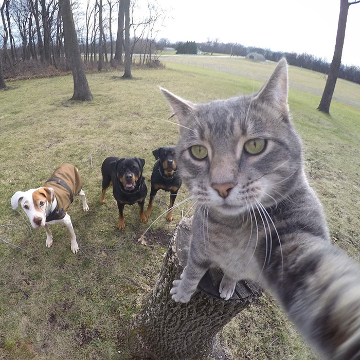 La historia detrás del gato que se hace selfies en Instagram 3