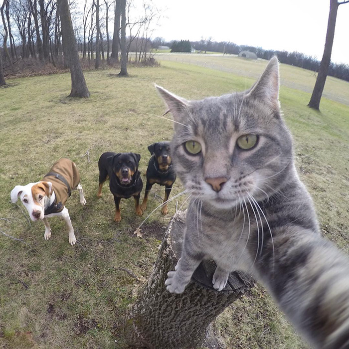 La historia detrás del gato que se hace selfies en Instagram 3 La historia detrás del gato que se hace selfies en Instagram 3