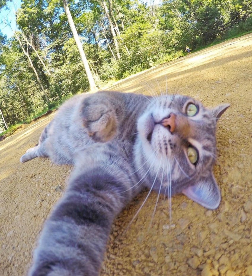 La historia detrás del gato que se hace selfies en Instagram 4